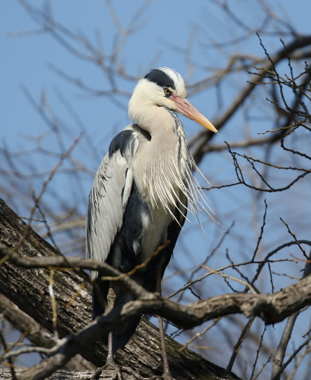 どん曇りの公園で2羽のカワセミに遭遇 ヨウコの川歩き どん曇りの公園で2羽のカワセミに遭遇 ヨウコの川歩き