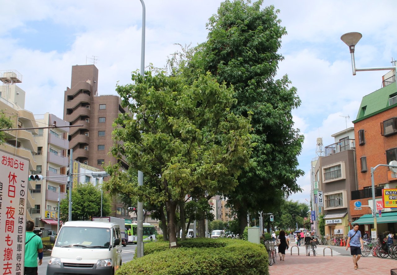 東京ウォーク🏃『熊谷守一美術館』に行く…の巻( ^o^)ノ : ヨウコの川歩き
