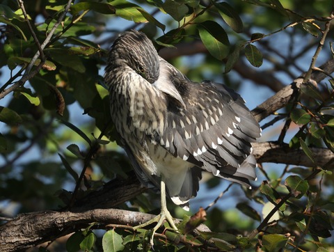ヨウコの川歩き