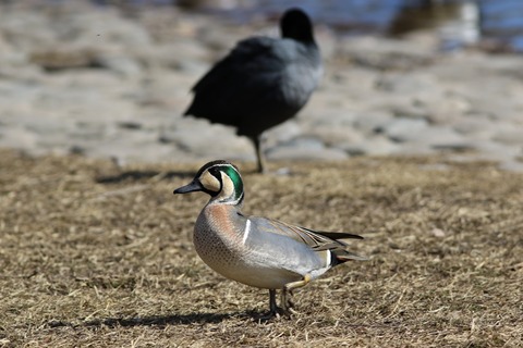 鳥の写真 ヨウコの川歩き