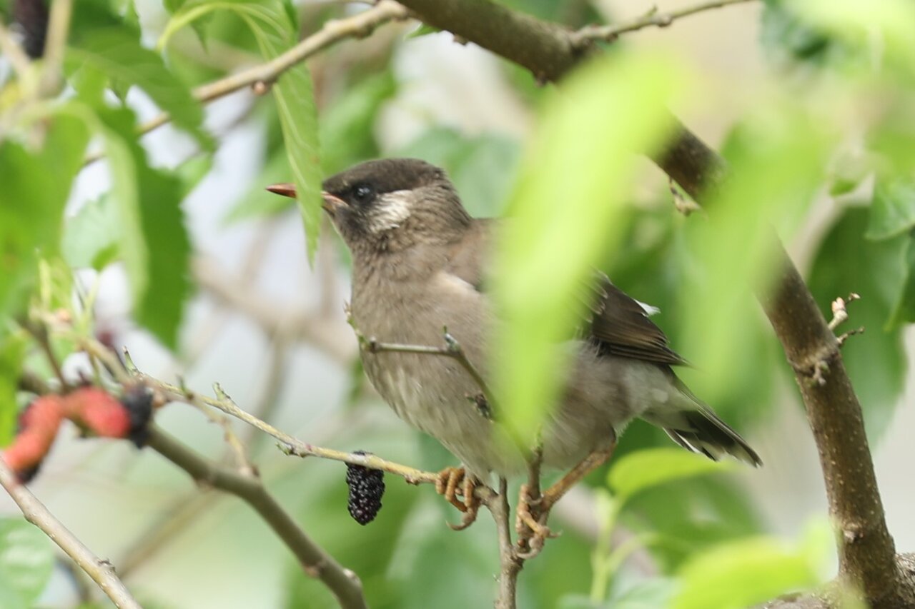 遊べや我と雀の子 ヨウコの川歩き