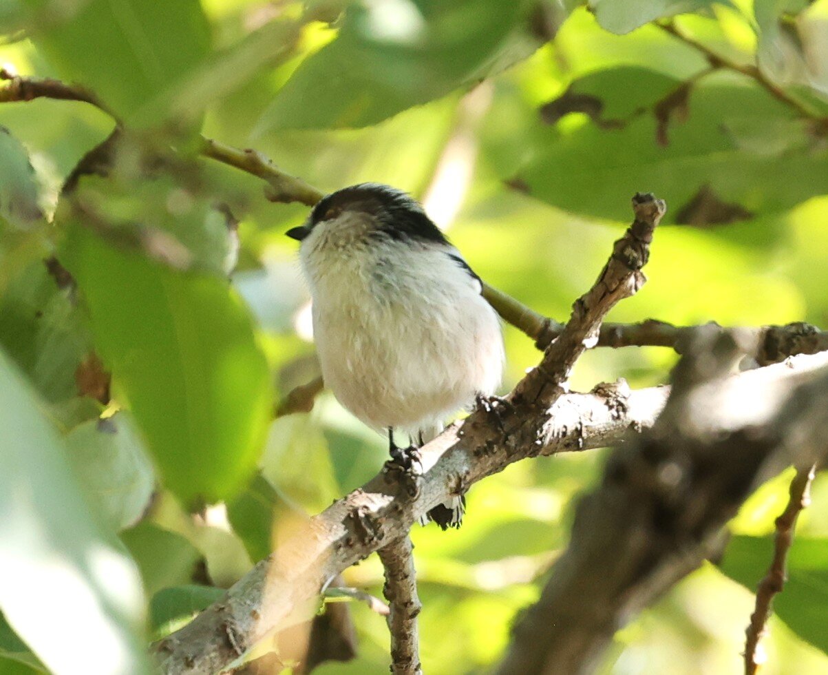 秋の公園は可愛い子 鳥 がいっぱい ヨウコの川歩き