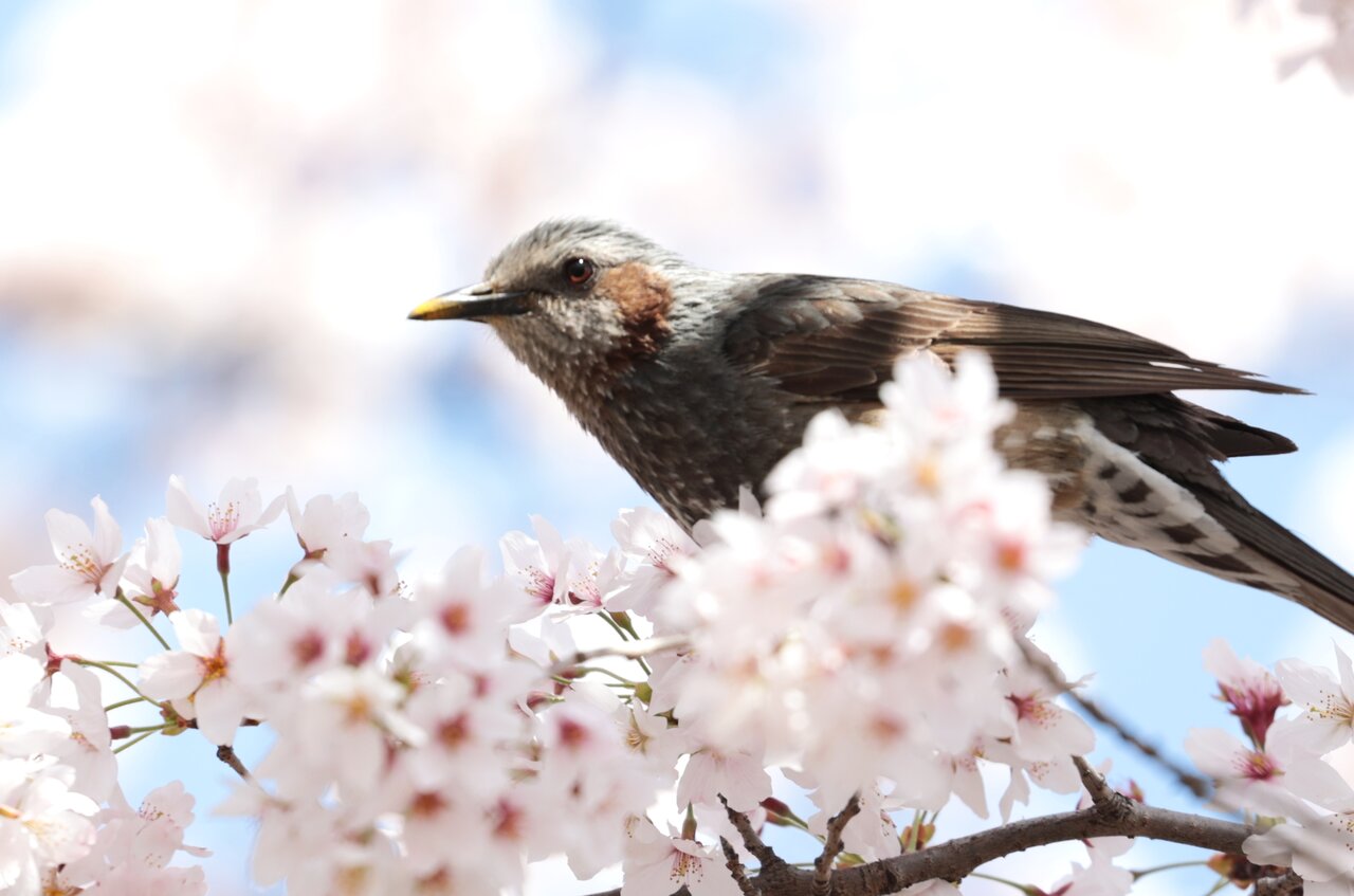 桜満開の古利根川 ヒヨドリたちが群がる ー ヨウコの川歩き