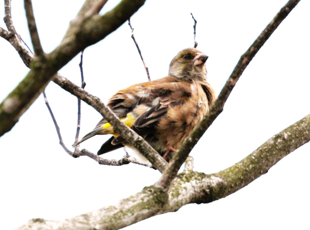 春には春の鳥が来る ー ヨウコの川歩き