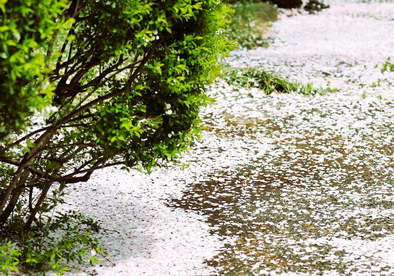 コゲラさんを上からアングルで撮ってみた ノ ヨウコの川歩き