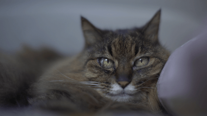 Nhkeテレ ドキュメンタリー ネコメンタリー 猫も 杓子も 岸 政彦と おはぎ を観て泣いた T T ヨウコの川歩き