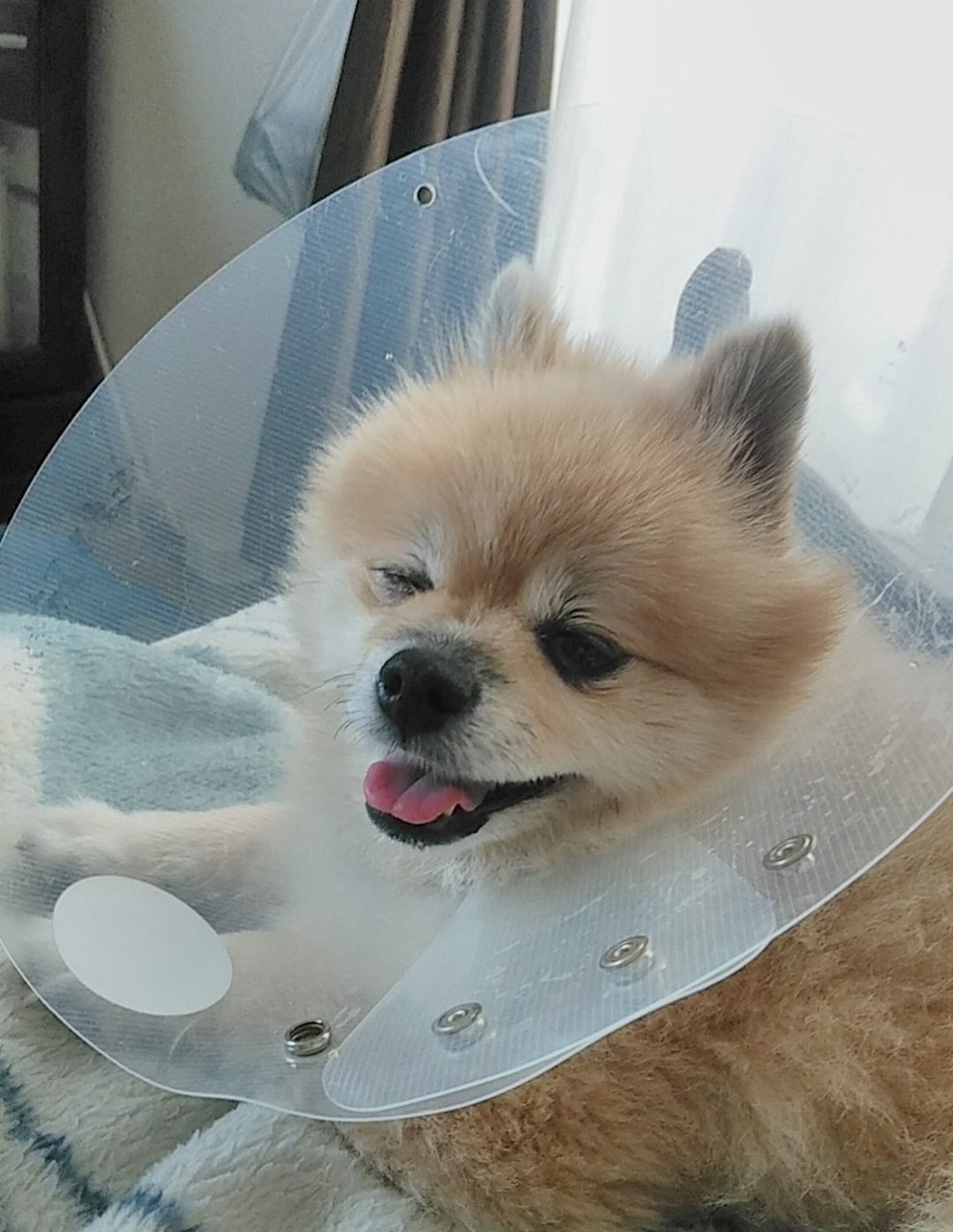 犬の片目に異変 からのエリザベスカラー騒動へ ヨウコの川歩き 犬の片目に異変 からのエリザベスカラー騒動へ ヨウコの川歩き