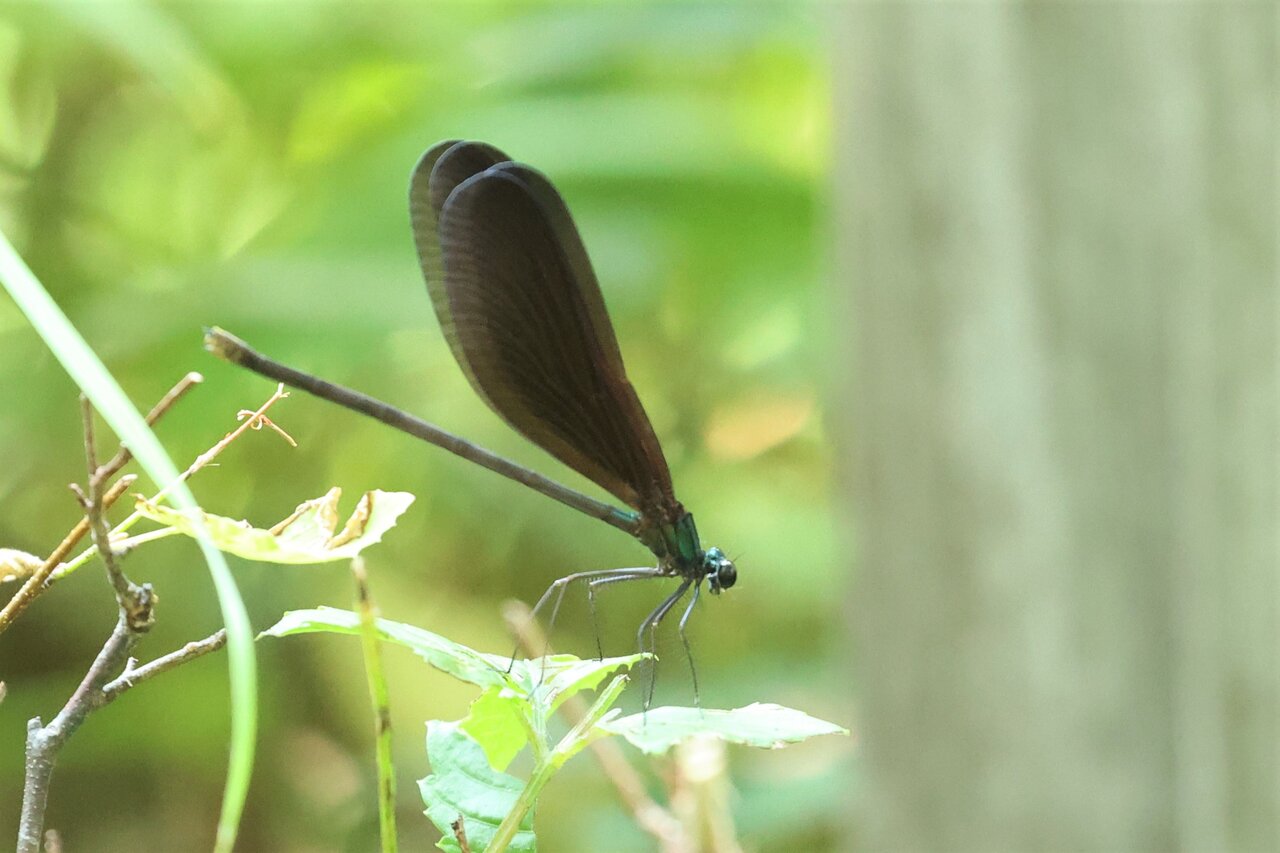 神様トンボに遭った 夏のさまよい散歩 W ヨウコの川歩き