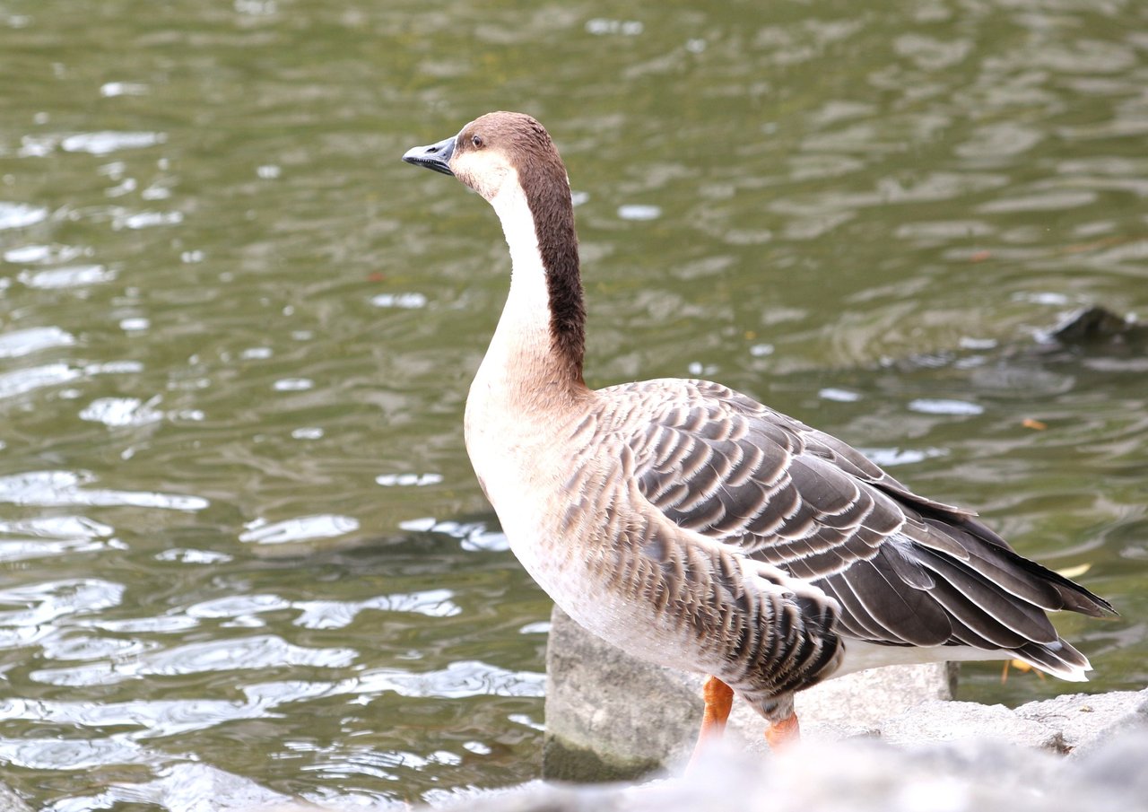 サカツラガンとキンクロハジロに会いに大池に行く ヨウコの川歩き サカツラガンとキンクロハジロに会いに大池に行く ヨウコの川歩き