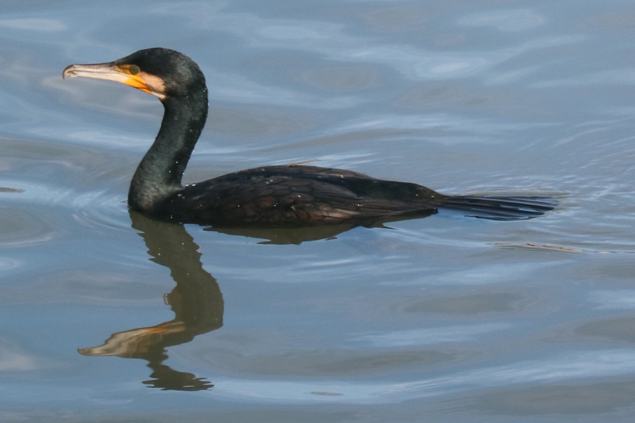 Nhkスペシャル プラネットアース は凄い ヨウコの川歩き