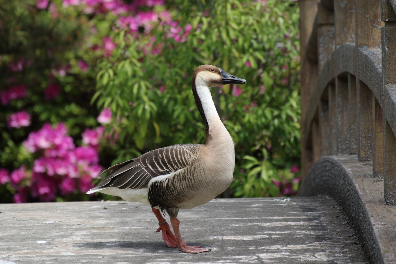 大池親水公園のサカツラガンの雛を捜しに ヨウコの川歩き 大池親水公園のサカツラガンの雛を捜しに ヨウコの川歩き
