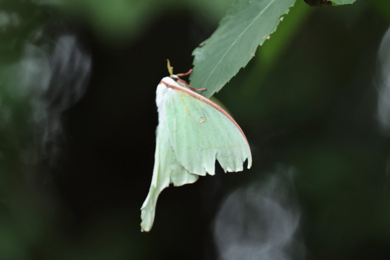 珍しい蛾のオオミズアオと出会った鳥散歩 ヨウコの川歩き