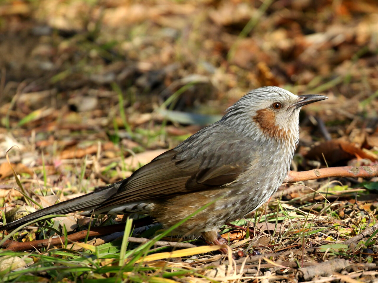当たり前だけど 鳥写真は近さが大事 0 ヨウコの川歩き