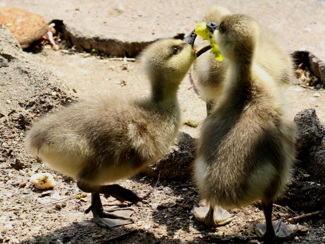 サカツラガンの雛たちはめっちゃ 密 笑 ヨウコの川歩き