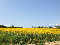 IMG_3917 (800x600)