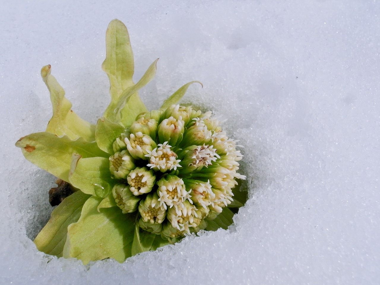 みぞれ雪 フォトグラファーマー日記 北海道 別海町で酪農を営むファーマーのブログ みぞれ雪 フォトグラファーマー日記 北海道 別海町で酪農を営むファーマーのブログ