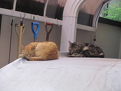 �����ɤ����ɤꤹ��ͥ������ã��