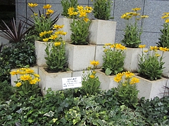 �إ�ɥ٥�����