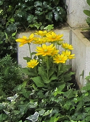 �ȤƤ⥭�쥤�ʡإ�ɥ٥�����