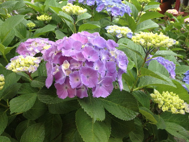 ¥¢¥¸¥µ¥¤2014