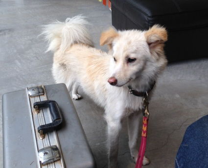 シービスケット Jazzyな犬たち