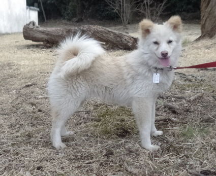 シービスケット Jazzyな犬たち