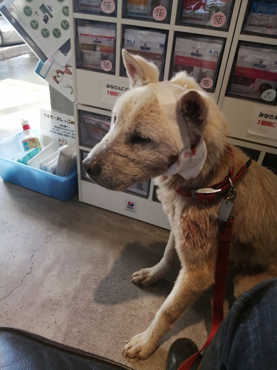 カズン 災難 Jazzyな犬たち カズン 災難 Jazzyな犬たち