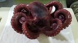 tako after