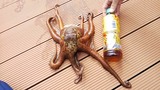 tako