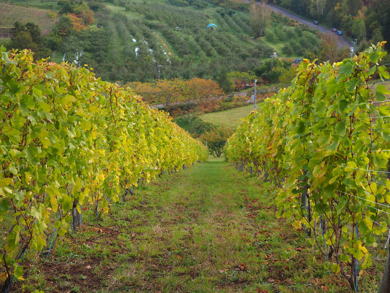 ドメーヌ モン Mont Kern（モンケル）AK2022発売「 Domaine Mont」様