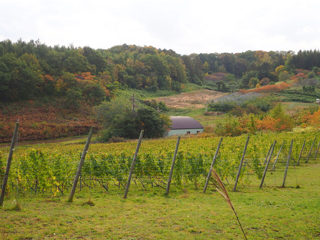 ドメーヌ モン Mont Kern（モンケル）AK2022発売「 Domaine Mont」様