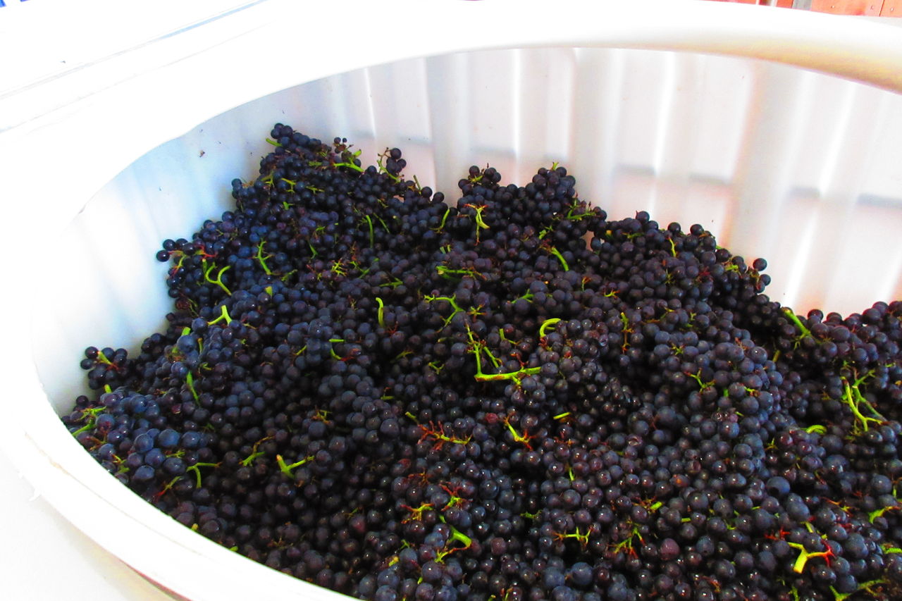 余市のワインぶどう収穫18 ドメーヌタカヒコ 様 横川商店 蔵日記