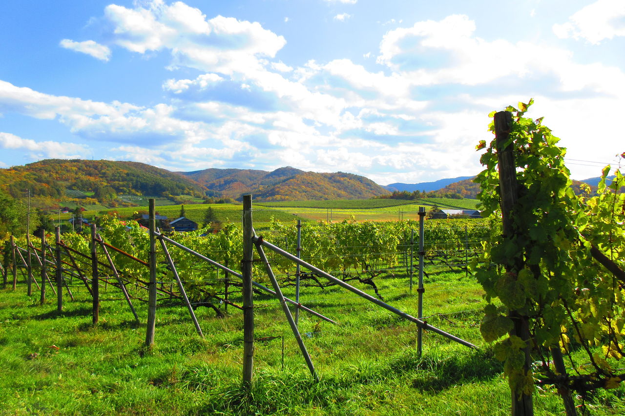 ドメーヌアツシスズキ　アッチブラン2018 アッチブラン キュヴェ 18 2018 / ドメーヌ・アツシ・スズキ – (販)ましか