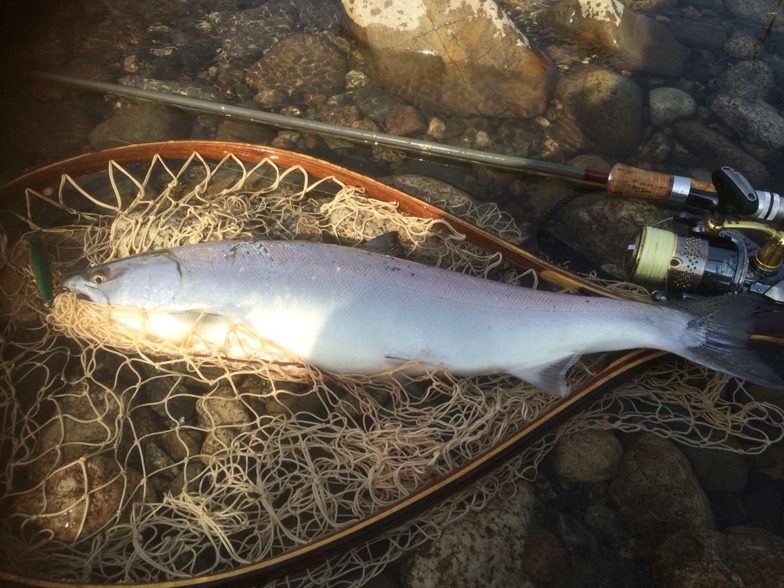 久しぶりのサクラマス 田舎のアングラー