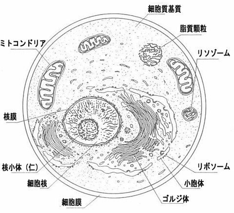 cell001