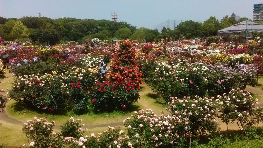 京成バラ園に行ってきた じじいの電子実験室