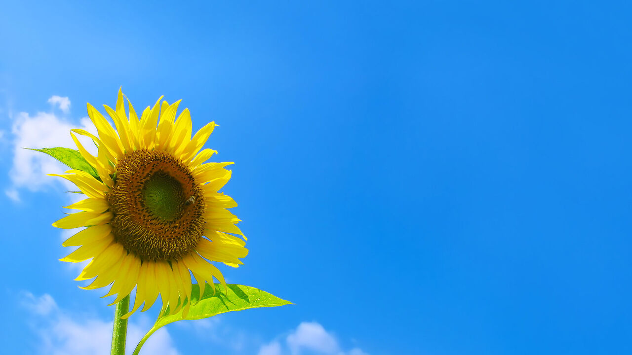 ひまわり イメージ画像