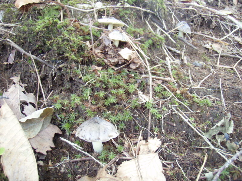 画像を等倍で表示します 画像