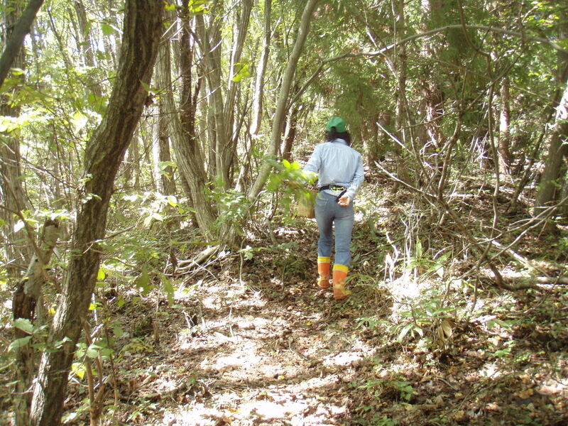 画像を等倍で表示します 画像