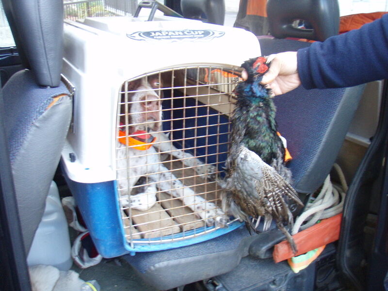 画像を等倍で表示します 画像