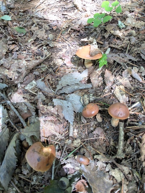 PXL_20251003_005531759