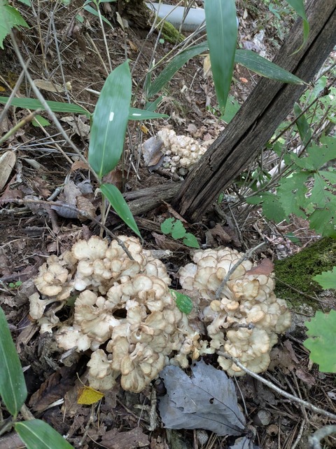 PXL_20251003_004324024