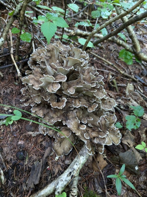 PXL_20240909_005756279