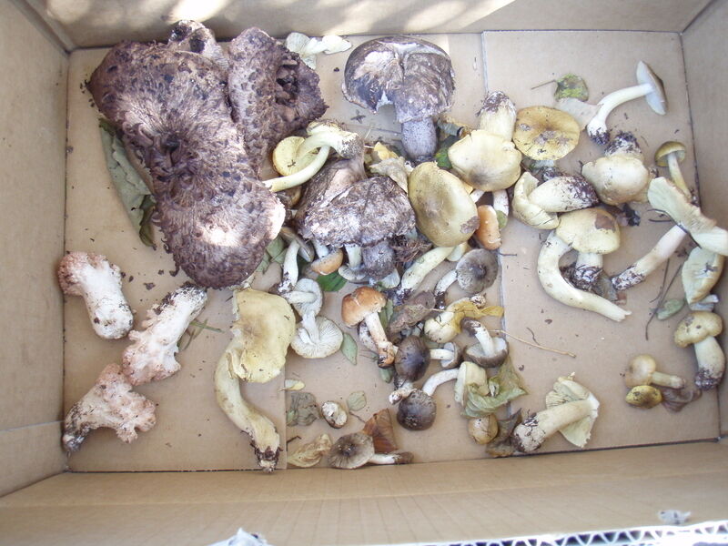 画像を等倍で表示します 画像