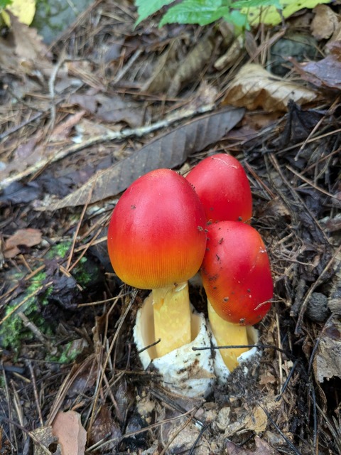 PXL_20240909_021201903