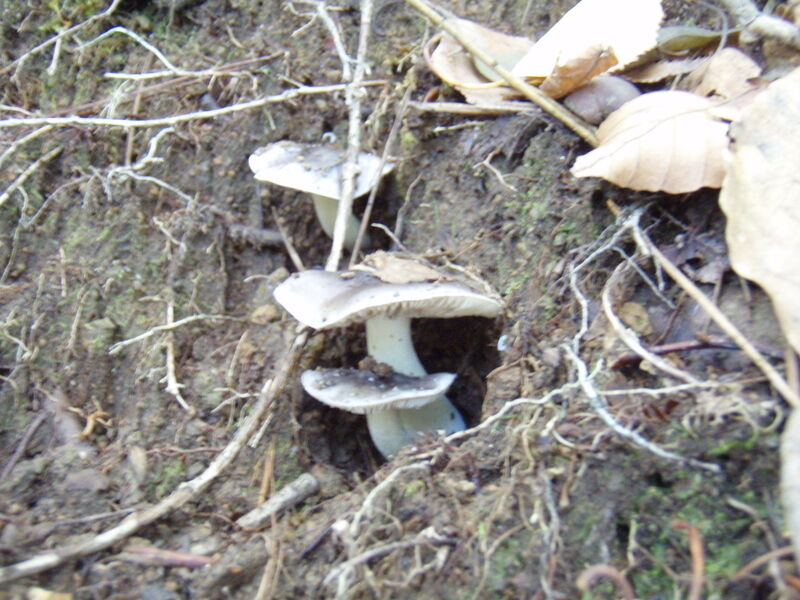 画像を等倍で表示します 画像