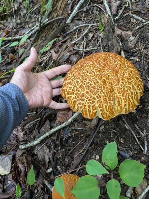 PXL_20240909_012822055