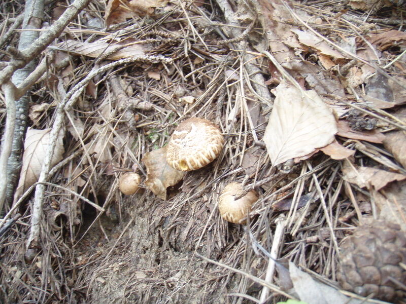 画像を等倍で表示します 画像