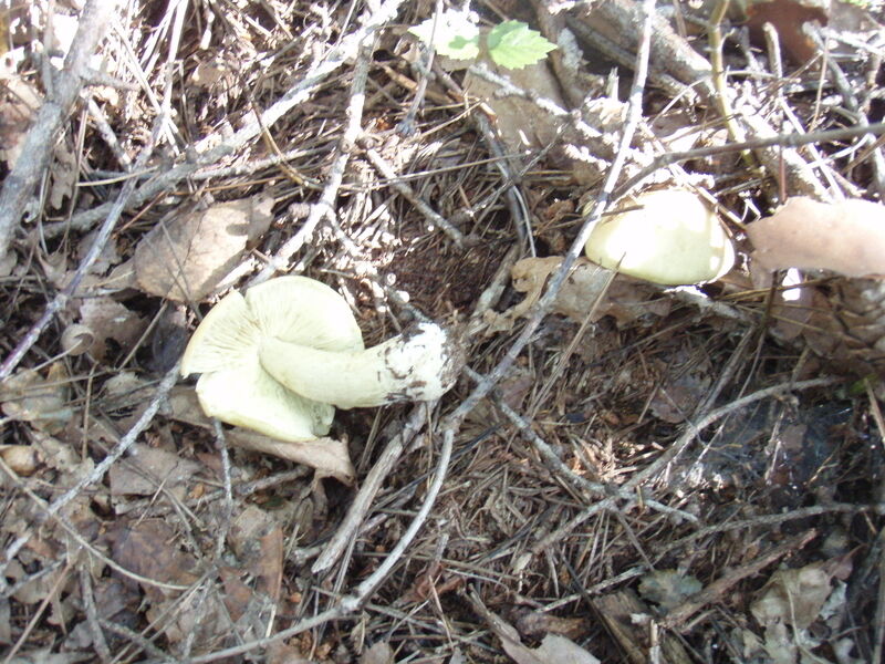 画像を等倍で表示します 画像