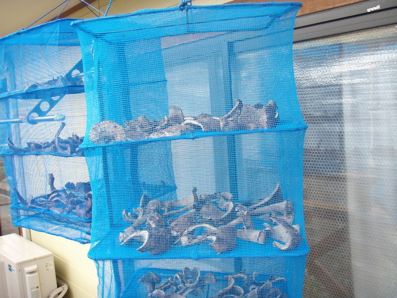 画像を等倍で表示します 画像